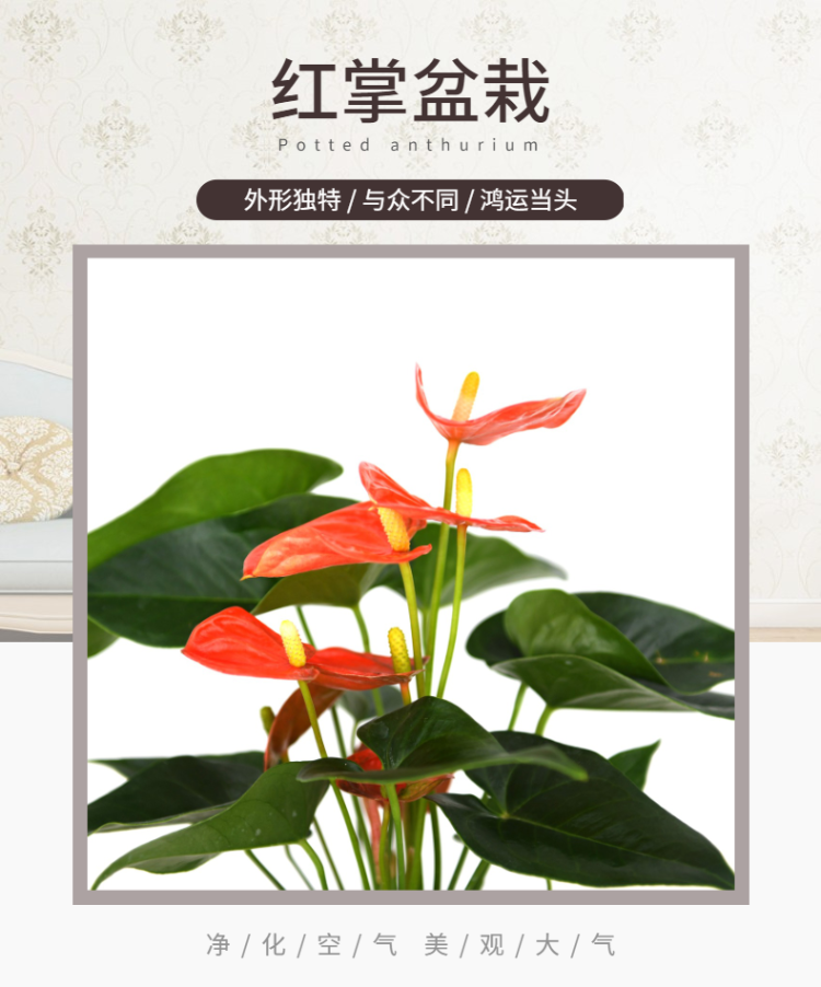 红掌盆栽-1.png